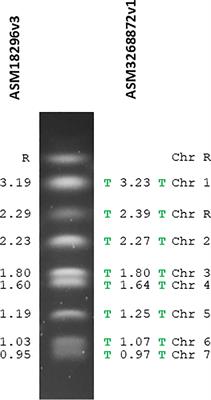 Use of a Candida albicans SC5314 PacBio HiFi reads dataset to close gaps in the reference genome assembly, reveal a subtelomeric gene family, and produce accurate phased allelic sequences